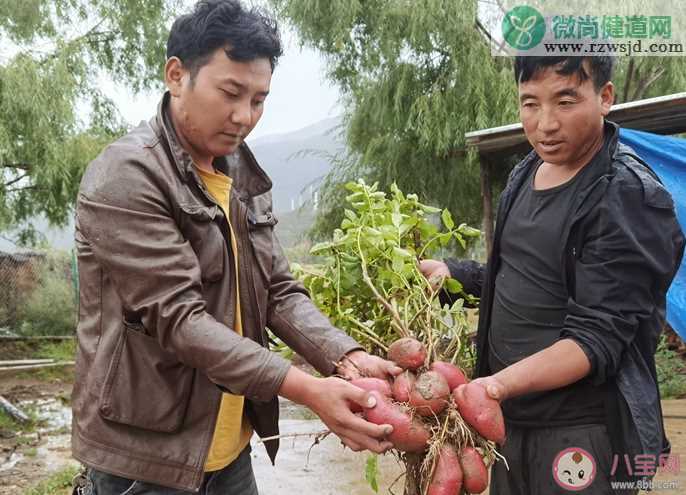 四川种出可生吃的土豆是什么