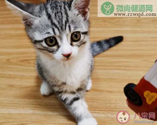 终于养猫了晒朋友圈说说 终