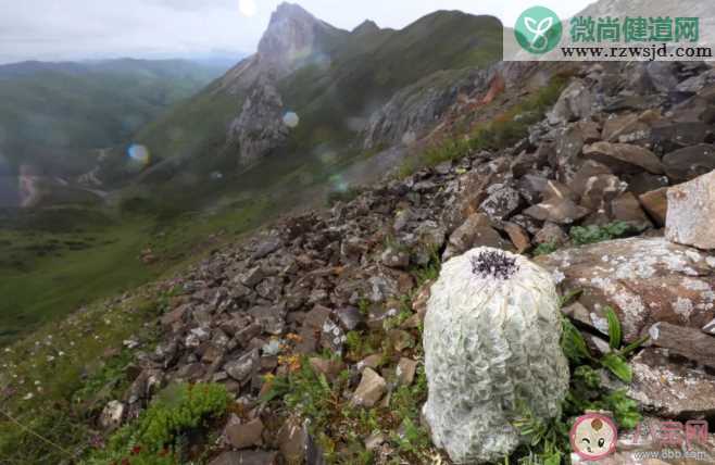 水母雪兔子是国家二级珍稀植物吗 极限挑战水母雪兔子是道具吗