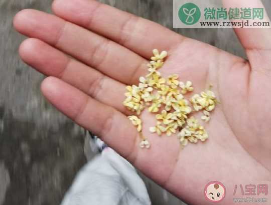 桂花好香发朋友圈说说 桂花开了唯美浪漫句子