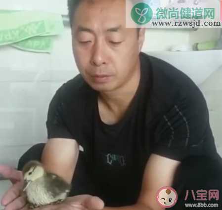 男子网购孔雀蛋孵出鸭子是怎么回事 孔雀蛋孵化需要什么条件