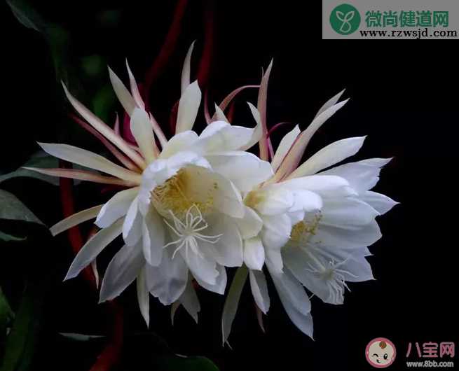 昙花开了怎么发朋友圈 昙花开了唯美朋友圈说说配图