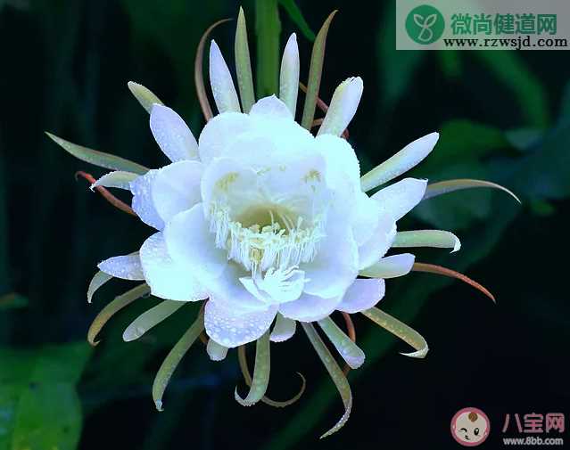 昙花开了怎么发朋友圈 昙花开了唯美朋友圈说说配图