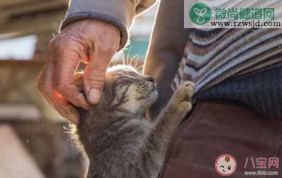 太原一男子当街虐猫怎么回事