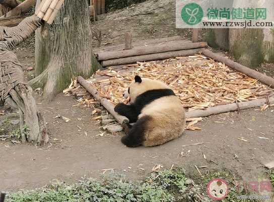 成都熊猫基地朋友圈说说 打卡熊猫基地心情说说