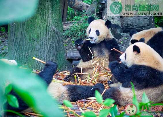 成都熊猫基地朋友圈说说 打卡熊猫基地心情说说