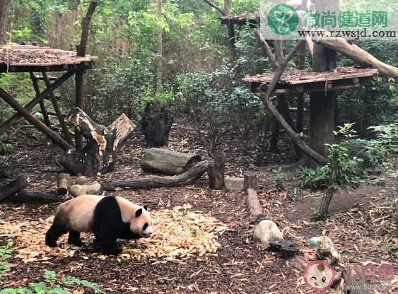 成都熊猫基地朋友圈说说 打卡熊猫基地心情说说