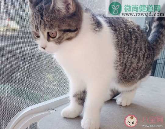 想养猫了怎么发朋友圈心情说说 家里想养猫了养猫搞