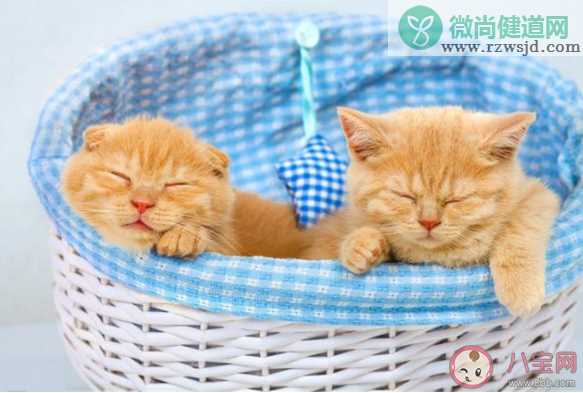 猫冬天会感到冷吗 冬天怎么