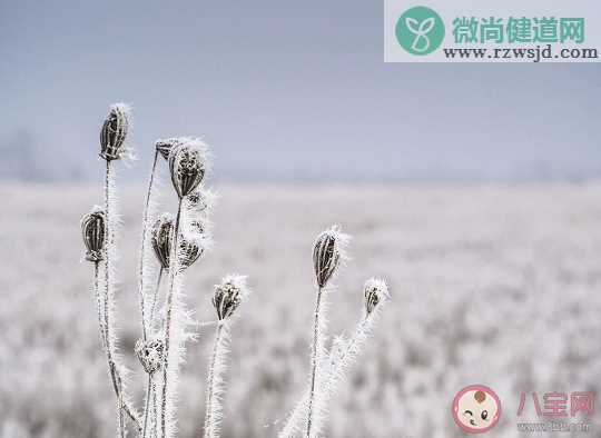 下列哪句诗是描写冬天雪景的 支付宝蚂蚁庄园12月31