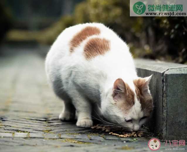 上海怎么预约流浪猫免费绝育