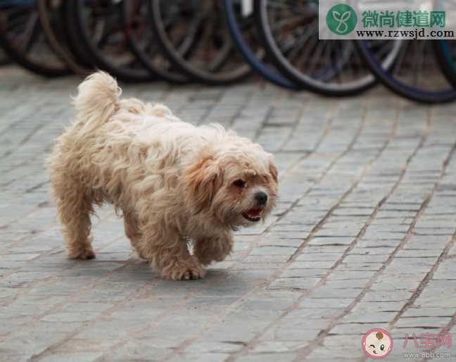 上海怎么预约流浪猫免费绝育手术 流浪动物预约免费绝育手术方法