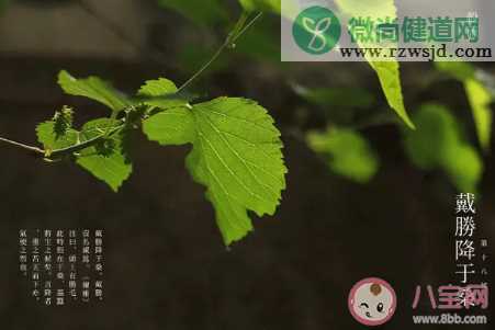 “雨前茶”是茶中的上品此处的“雨”指的是 支付宝蚂蚁庄园1月12日问题答案