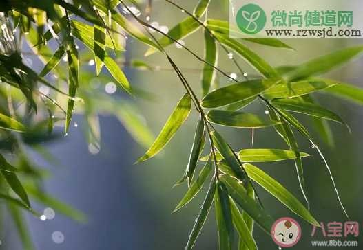 “雨前茶”是茶中的上品此处的“雨”指的是 支付宝蚂蚁庄园1月12日问题答案