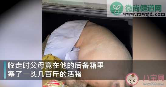 男子回家探亲离别时爸妈送活猪是怎么回事 过年各地