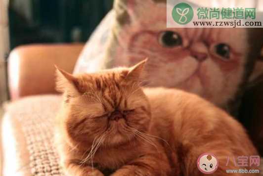 加菲猫真实存在吗 加菲猫是什么品种的猫