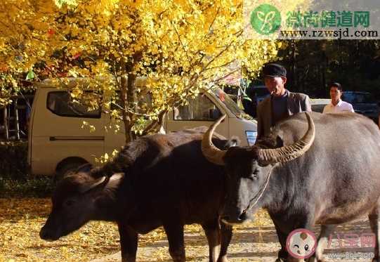 秋天阳光明媚说说心情短语 唯美秋天朋友圈说说