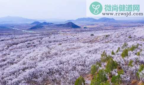 王安石纵被春风吹作雪绝胜南陌碾成尘咏的是下列哪一种花 蚂蚁庄园11月6日小课堂最新答案