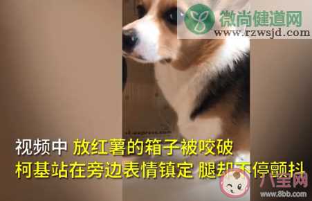 柯基偷吃红薯被训腿不停颤抖是怎么回事 柯基为什么