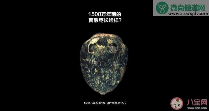 1500万年前的枣长什么样子 1500万年前的枣是怎么保存下来的