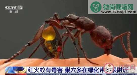 村民被红火蚁咬后休克怎么回