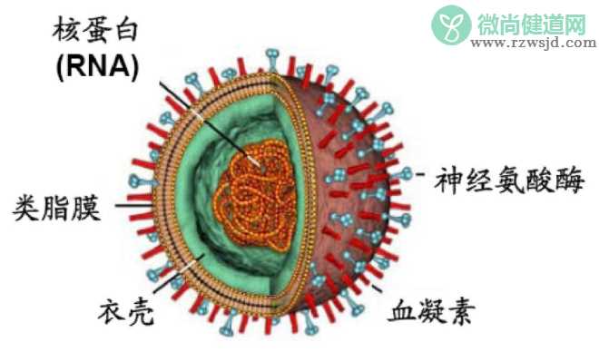 宝宝乙流弱阳性怎么回事 流感可以化验血查出来吗