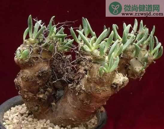 孩子吃了多肉植物怎么办 孩子吃了多肉植物会中毒吗