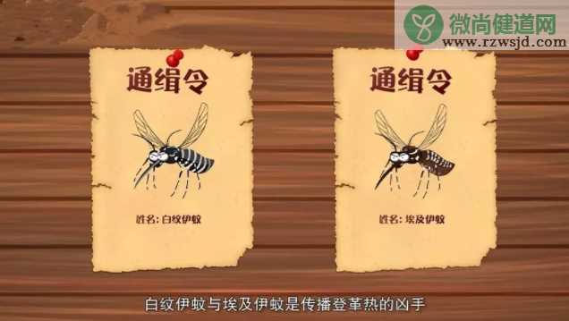 感染了登革热需要隔离吗 登革热是怎么传播的