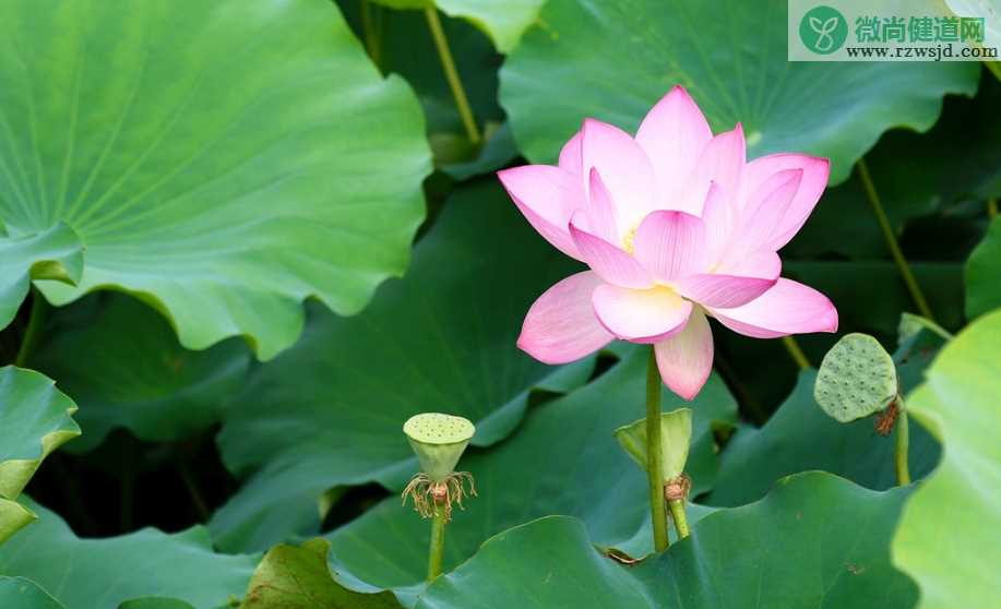 夏季怎么给孩子补阳 孩子夏