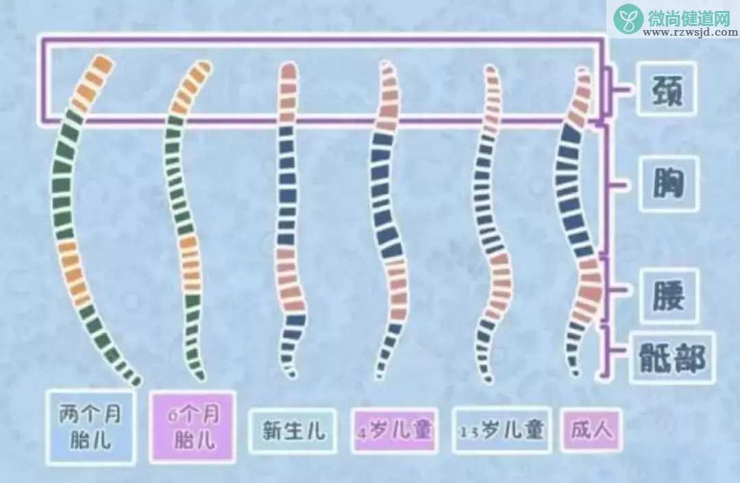 可以用定型枕来调整孩子的头