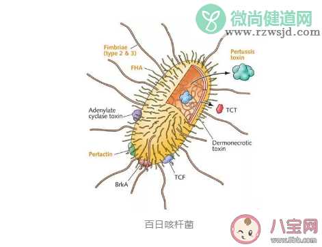 百日咳是怎么咳的 如何预防百日咳