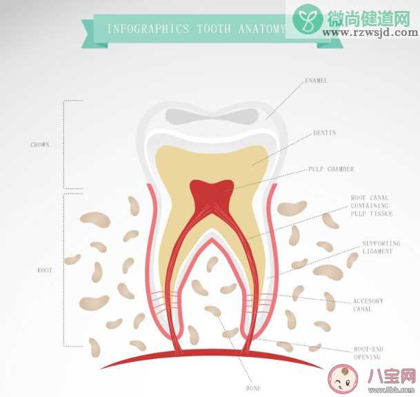 孩子爱磨牙是磨牙症吗 孩子喜欢磨牙会有什么危害