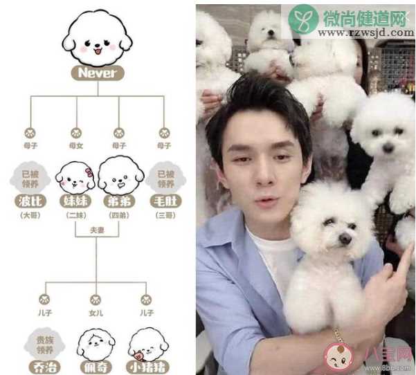 李佳琦送never去当治愈犬是真的吗 李佳琦为什么送never去当治愈犬