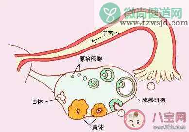 卵泡发育不成熟要怎么进行备