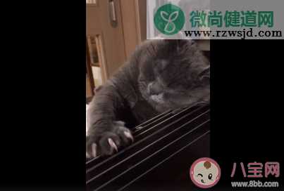 猫忧伤是什么状态 猫咪忧伤