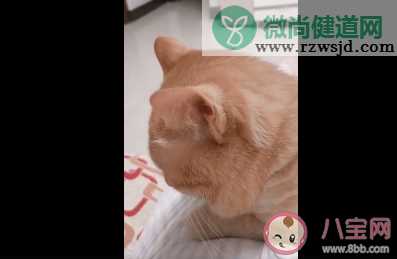 猫忧伤是什么状态 猫咪忧伤的时候会有哪些表现