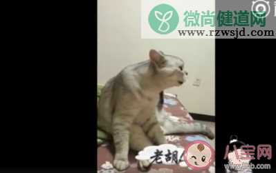 猫忧伤是什么状态 猫咪忧伤的时候会有哪些表现