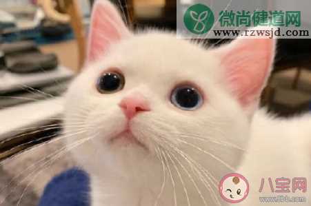 猫忧伤是什么状态 猫咪忧伤的时候会有哪些表现