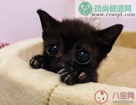 猫忧伤是什么状态 猫咪忧伤的时候会有哪些表现