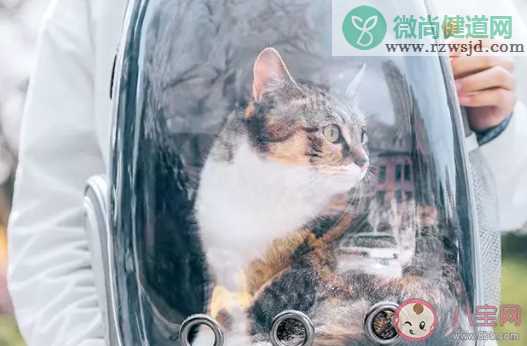 养猫每个月的开销是多少 养