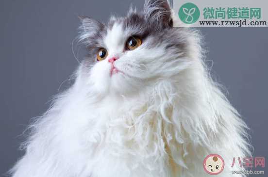 养猫前后的长辈有什么变化 长辈养猫前后有哪些改变