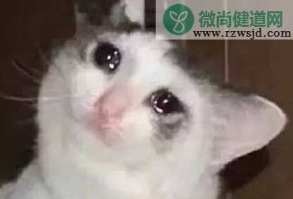 毛晓彤流泪猫猫头怎么回事 流泪猫猫头表情包图片