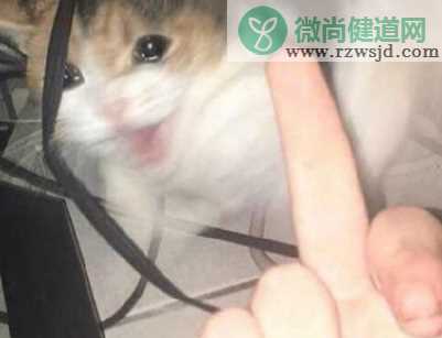 毛晓彤流泪猫猫头怎么回事 流泪猫猫头表情包图片