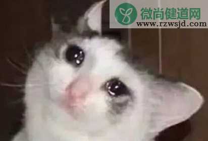 毛晓彤流泪猫猫头怎么回事 流泪猫猫头表情包图片