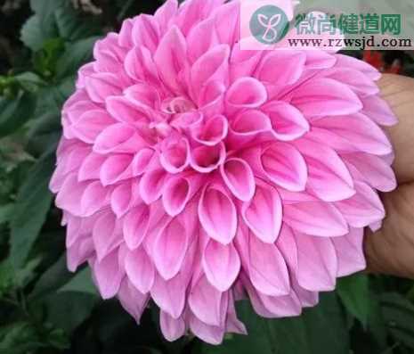 目前我国使用的结婚证件上面的花是什么花 今日9月16