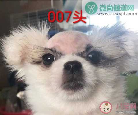 996头是什么意思 007头404头又是什么梗