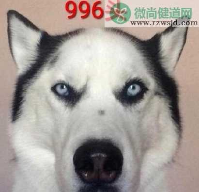 996头是什么梗 996头是怎样的