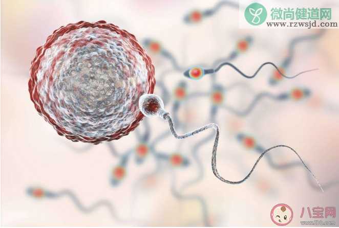 全球男性精子量告急是怎么回事 精子危机要来了吗