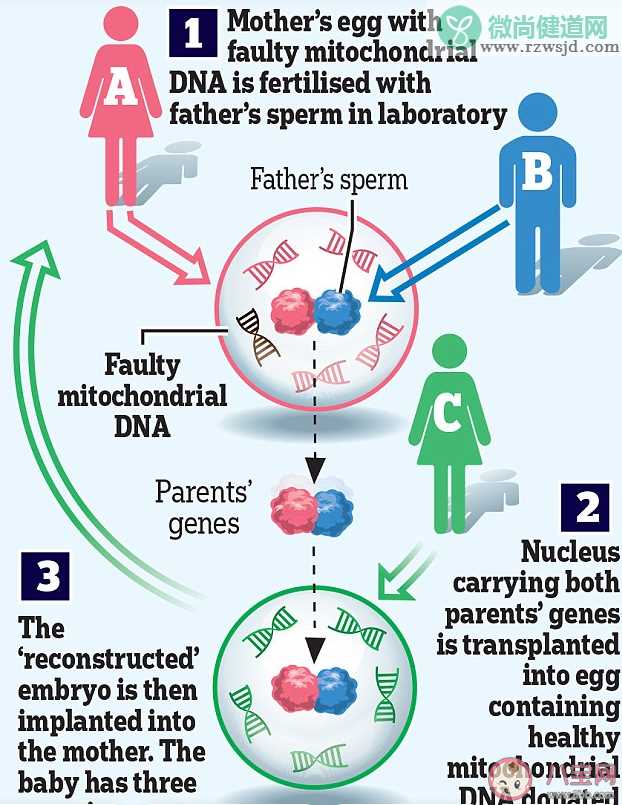 如何看待英国首批三亲婴儿诞生 什么是线粒体病