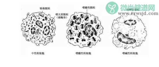 为什么宝宝中性粒细胞偏低 